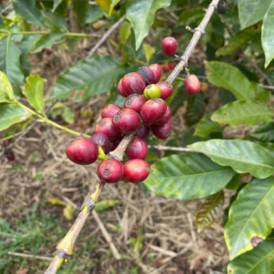 Single Origin: BURUNDI YANDARO